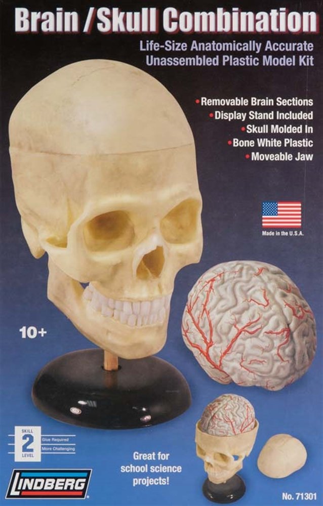 Amazon.com: Lindberg Human Brain and Skull Combination : Toys & Games